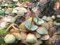 Sárga kénvirággomba (Hypholoma fasciculare), Budai-hegység